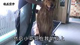 金毛在宠物店洗澡为啥听话？金毛：不听话不行啊，比我主人凶多了