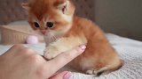 小奶猫见人就摇尾巴，主人：我不会是养了个狗子吧