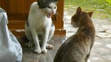 最会打架的猫咪，先向对手大声吼，再极速扑倒对方
