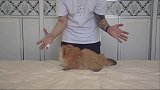 这是怎么肥事？？？爱宠治愈季
