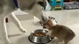 小奶狗和美国二哈抢食，真可爱，奶凶奶凶的