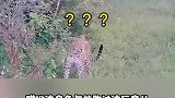 乌龟真能跑得过这玩意