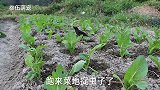 两只放养的八哥变瘦了，喂点猪瘦肉长胖点