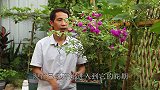 牢记这一招，对付开花少的三角梅特别有效！