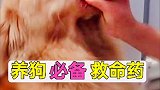 汪星人养狗必备，救命药