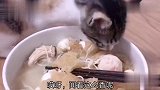 喵星人偷主人肉丸吃，下一秒就被抓了，真逗