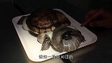 乌龟一旦翻了壳，就会窒息死亡这到底是什么原理