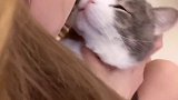 可爱的土豆今天被嫌弃啦！从猫咖回来被土豆的口臭给熏到但是没办法吶，谁让是自己的亲儿子呢，野花还是不如家花香啊