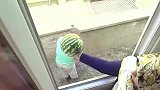 老外作死系列，老太在二楼拿西瓜砸老头，这西瓜没有老太皮