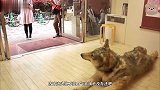 店里出现一只狼犬，做的动作像成精一样，路人怀疑是人假扮的