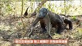 日本女子，作死勾引科莫多巨蜥追自己，镜头拍下惊险过程