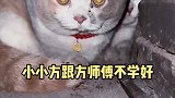 两猫咪钻到灶里取暖，被拉出来又气又好笑