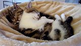 两只搂在一起的猫咪，这姿势，笑得我都岔气了！