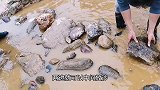 野外探金，抽干水塘，发现额外的收获