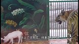 老虎失去孩子悲痛欲绝，饲养员给小猪穿上虎皮，结果怎么样了