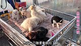 农村狗市自助选狗，帮粉丝淘萨摩耶，这种体验也太好了