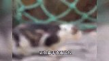 网传上海一公园内多只猫咪疑似遭虐伤，公园回应
