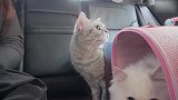 小窝里的猫咪们，这机灵的样子，真是可爱！
