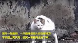 两只狗当街欺负猫咪，一开始很嚣张，结局狗主都尴尬了！