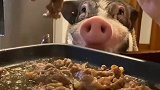 八戒还是肉好吃呀，以后不吃素了
