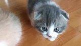 一只好奇的小奶猫，对着镜头卖起了萌：我是不是超可爱