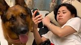 一只德牧和女主人的一段视频感动无数网友，这只狗狗太懂人性了！