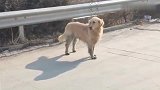 养了十几年的金毛犬被主人赶出家门，站在马路上不知所措