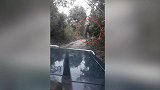 泰国：青年开车与愤怒的大象狭路相逢，被迫倒车躲避