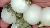 小伙子把小河豚们惹生气了，气鼓鼓的样子好可爱啊