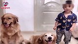 铲屎官让金毛跟小主人比身高，谁赢了可以得到棒棒糖，这狗真聪明