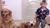 铲屎官让金毛跟小主人比身高，谁赢了可以得到棒棒糖，这狗真聪明