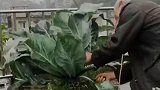 孩子爷爷在楼顶种的花菜，这一幕让我开眼了，网友高手在民间！