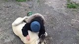 战斗民族萌娃与坎高犬玩耍，最强保镖实至名归