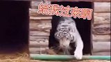 大力出奇迹 看大猫猫耍棍棍娱乐播报台