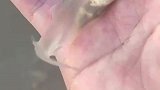 第一次钓到这种鱼，通体透明有认识的吗