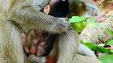 刚出生的小猴子不能动，因为母猴黑子喜欢这样