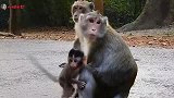 超级坏妈妈猴子坐在婴儿身上，安妮莎哭泣希望妈妈停止了这个动作