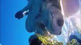 海龟被困住了，潜水员解救了它，海龟居然回来拥抱了潜水员