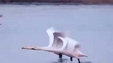 抓拍的两只白天鹅，并驾齐驱，默契起飞