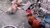 狗子：敢来我家撒野，看我不咬死你！