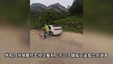 游客母子遭上千只马蜂围攻，母亲将孩子压身下护住！蜇人原因曝光