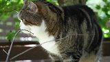 胖乎乎的猫咪上线，这猫咪伸长了脖子，真是看到了什么