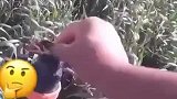 水龙头的弟弟，水蛇头