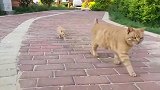 顺拐橘猫教孩子走猫步翻车现场，两顺拐神同步一路颠着过来。