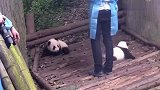一只错失奶妈抱抱的熊猫团子，感觉自己失宠了，委屈巴巴！