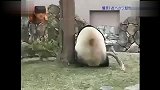 可爱大熊猫疯狂报复树枝