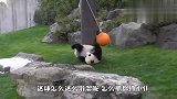 国宝熊猫抓不住球，感到特别生气，下一秒千万别笑