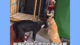 爆笑猫咪打架