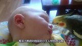 鹦鹉看到小主人睡在沙发上，立马凑过去亲吻小主人，画面令人暖心