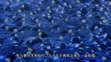七只企鹅下楼梯，最后一只才是真正的高手，网友：它只是离线了